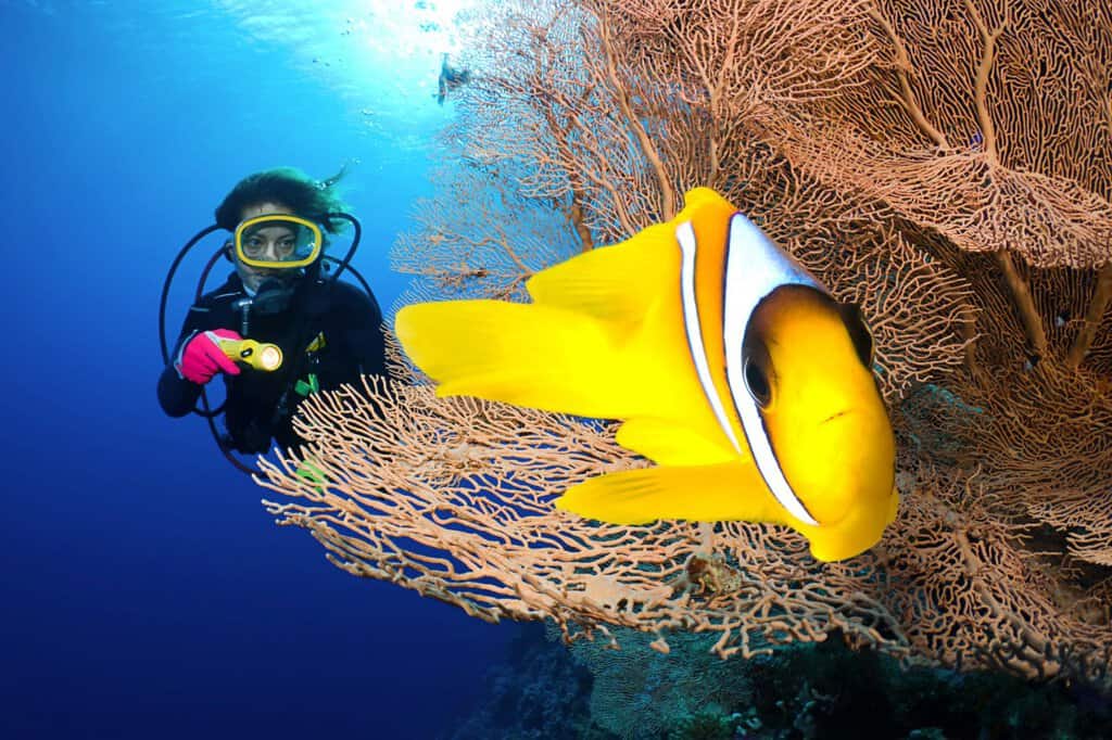 Discover Scuba Diving in Racha Yai: 2 Dives for Non-Certified Divers 4 Photo 6294152840486173500 Y
